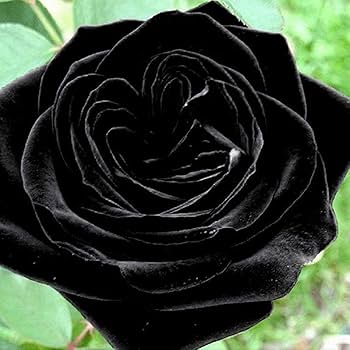 Rosa Seeds Black Rose Flower Seeds for Planting in Garden and Decorative Beds