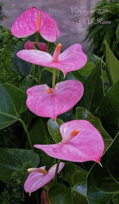 Anthurium Andraeanum Pink Rare Flower Seeds