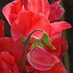 Pea Pearl Flower Seeds – Heirloom Non-GMO Seeds for Fragrant and Compact Garden Planting - Pearl for planting in home garden