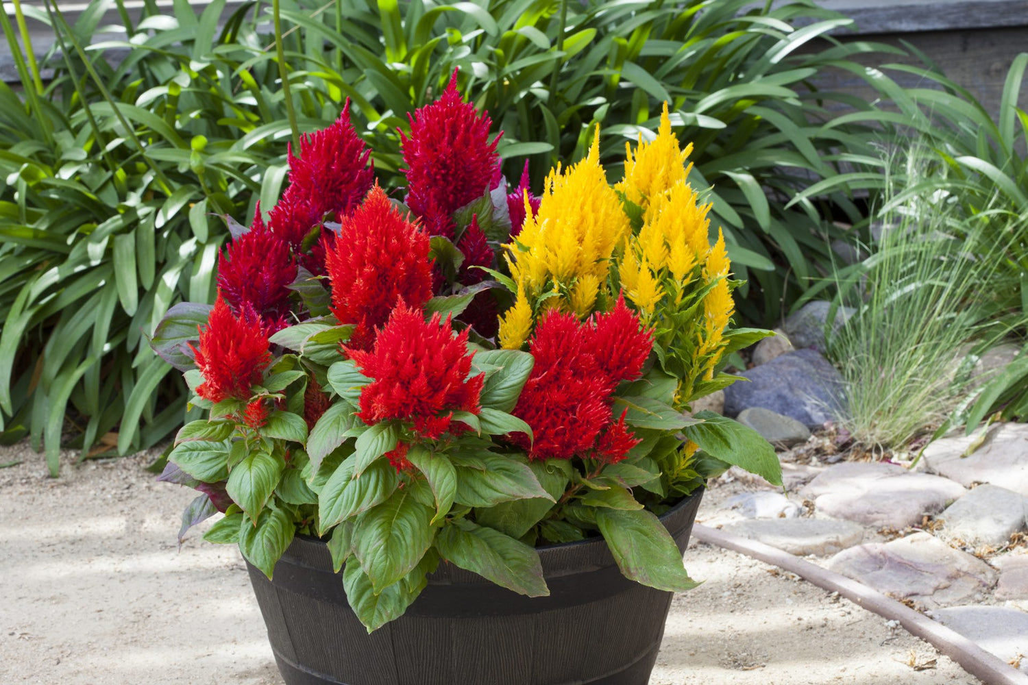 Celosia Seeds - Plumosa Lilliput Kewpie Mix