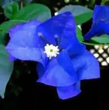 Blue Spectabilis Flower Seeds for Planting - NON GMO Seeds Dhara Seeds