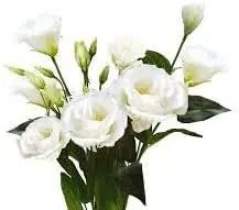 Eustomia Flower Seeds for Planting – NON GMO Seeds Dhara Seeds