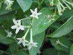 Cestrum Flower Seeds for Planting - 100 pcs for planting in your garden.