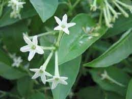 Cestrum Flower Seeds for Planting - 100 pcs for planting in your garden.