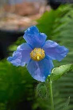 Premier Flower Seeds for Planting - 100 pcs for planting in your garden.