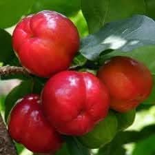 Malpighia fruit seeds for planting