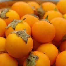 Solanum quitoense fruit seeds