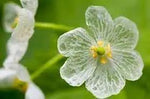 Transparent Skeleton Flower Seeds for Planting - NON GMO Seeds Dhara Seeds