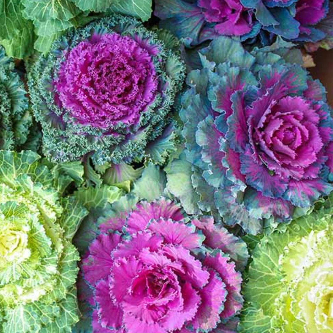 Ornamental Flowering Kale Seeds Mix – Decorative Leaves for Colorful Garden Texture