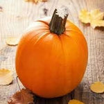 Pumpkin Cucurbita spp. seeds for garden planting