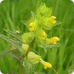 Yellow Rattle Flower Seeds for Planting Dhara Seeds