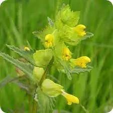Yellow Rattle Flower Seeds for Planting Dhara Seeds