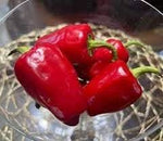 Halaby Pepper Capsicum annuum seeds for garden planting
