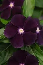 Periwinkle Flower Seeds for Garden Planting - 100 pcs for planting in home garden