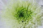 Chrysanthemum Flower Seeds White Green for Planting - NON GMO Seeds Dhara Seeds