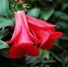 Rare Chilean Bellflower Seeds, Evergreen, DIY Garden Flower Plant