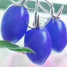 Tomato Seeds for Planting, Blue