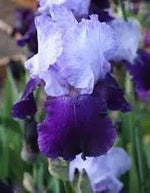 Iris Flower Seeds for Planting - NON GMO Seeds Dhara Seeds