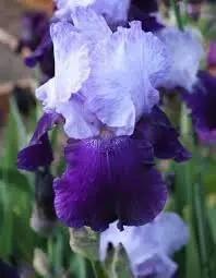 Iris Flower Seeds for Planting - NON GMO Seeds Dhara Seeds