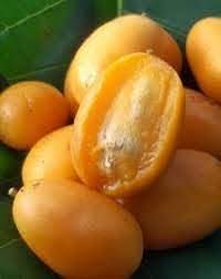 Yellow spondias Spondias mombin seeds for tropical garden