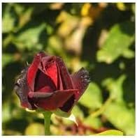 Tiger Striped Rose Seeds for Planting – Heirloom, Non-GMO Flower Seeds for Home Garden - Striped for planting in home garden