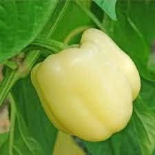 Mixed Pepper Capsicum annuum seeds for garden planting