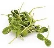 Sprout Plant Seeds for Planting - NON GMO Seeds for planting in home garden