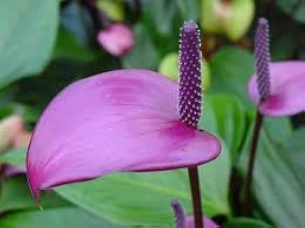 Anthurium Anthurium andraeanum mixed flower seeds for planting in indoor pots and shaded garden spaces