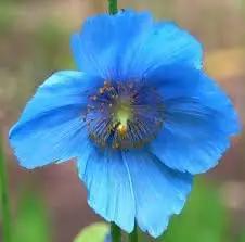 Meconopsis Flower Seeds for Garden - NON GMO Seeds for planting in home garden