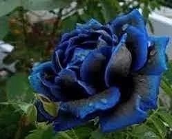 Midnight Supreme Dark Blue Rose Seeds for Planting – Heirloom, Non-GMO Garden Seeds Dhara Seeds