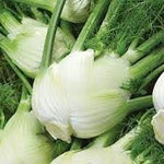 Florence Fennel Foeniculum vulgare seeds for planting