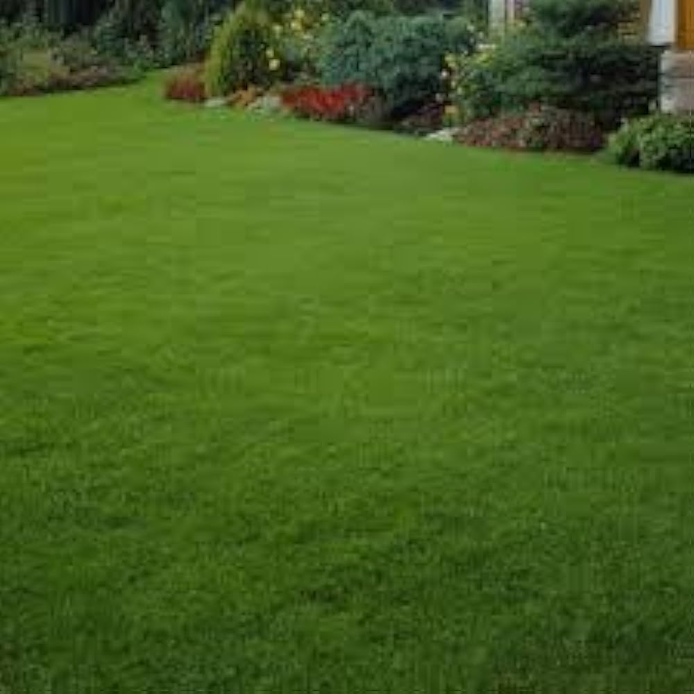 Grass Zoysia Japonica Japanese Green Lawn Seeds for Planting – Ideal for Home Garden and Ground Cover