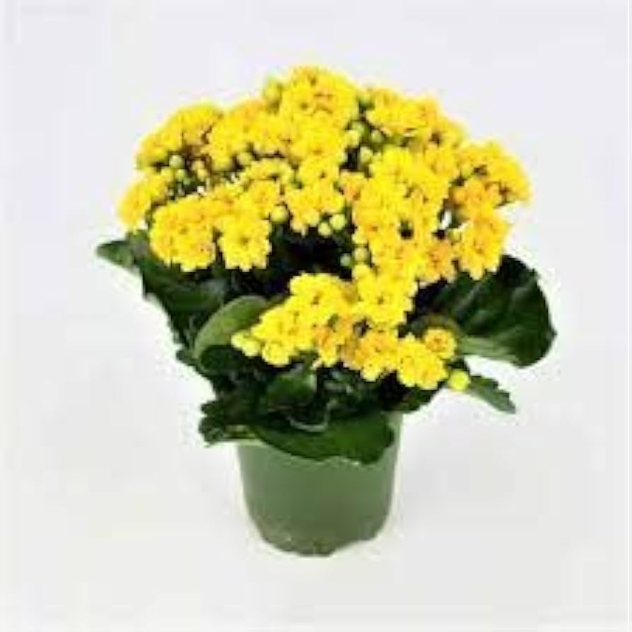 Kalanchoe Bonsai Flower Seeds for Planting for Home Garden and Indoor Decoration