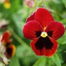 Viola Red Blue Flower Seeds for Planting - NON GMO Seeds Dhara Seeds