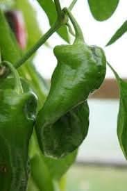 Peter Pepper Vegetable Seeds for Planting