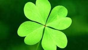 Light Green Clover Plant Seeds for Planting - 100