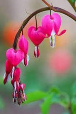 Rosa Bleeding Heart Flower Heirloom Non Gmo Image