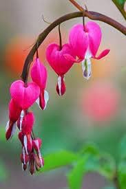 Rosa Bleeding Heart Flower Heirloom Non Gmo Image