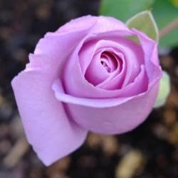 Rose Flower Seeds for Planting  -Hierloom Flower Seeds