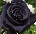 Heirloom Non-GMO Black Away Rose Flower Seeds for Planting – Rare Perennial Garden Blooms for planting in home garden
