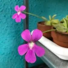 Butterwort flower seeds - NON GMO Seeds Dhara Seeds