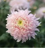 Bonsai Chrysanthemum Seeds for Planting - NON GMO Seeds Dhara Seeds