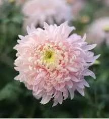 Bonsai Chrysanthemum Seeds for Planting - NON GMO Seeds Dhara Seeds