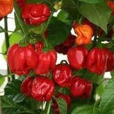Scotch Bonnet Pepper Capsicum chinense seeds for home garden planting