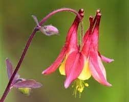 Heirloom Non-GMO Aquilegia Flower Seeds for Planting – Colorful Perennial Garden Blooms