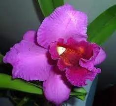 Cattleya Flower Seeds for Planting NON GMO Seeds Dhara Seeds