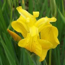 Bearded Flower Seeds for Planting, 100 pcs