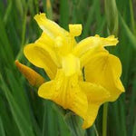 Bearded Flower Seeds for Planting, 100 pcs for planting in your garden.