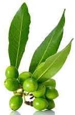 Bay laurel fruit seeds