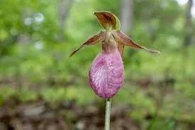 Heirloom Lady's Slipper Orchid Flower Seeds for Planting - NON GMO Seeds Dhara Seeds